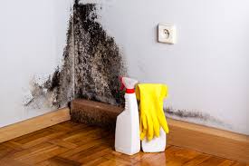 Why You Should Choose Our Mold Remediation Services in Hanover, MN